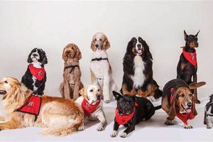 Find Top Service Dog Programs Near You Now | My Caring Dog – Tips, Stories, and Care Guides for Loving Pet Owners