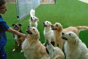 Best Dog Day Care in Cary NC: Top Choices My Caring Dog – Tips, Stories, and Care Guides for Loving Pet Owners Best Dog Day Care in Cary NC: Top Choices | My Caring Dog – Tips, Stories, and Care Guides for Loving Pet Owners