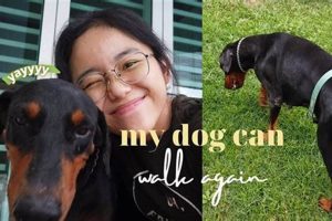 How To Care For Your Dog After Fho My Caring Dog – Tips, Stories, and Care Guides for Loving Pet Owners How To Care For Your Dog After Fho | My Caring Dog – Tips, Stories, and Care Guides for Loving Pet Owners
