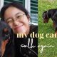 How To Care For Your Dog After Fho | My Caring Dog – Tips, Stories, and Care Guides for Loving Pet Owners