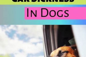 Recognizing Dog Car Sickness Symptoms & Relief My Caring Dog – Tips, Stories, and Care Guides for Loving Pet Owners Recognizing Dog Car Sickness Symptoms & Relief | My Caring Dog – Tips, Stories, and Care Guides for Loving Pet Owners
