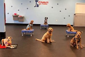 Best Dog Training Day Care: Find Top Centers My Caring Dog – Tips, Stories, and Care Guides for Loving Pet Owners Best Dog Training Day Care: Find Top Centers | My Caring Dog – Tips, Stories, and Care Guides for Loving Pet Owners