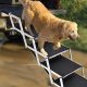 Portable Dog Steps For Car | My Caring Dog – Tips, Stories, and Care Guides for Loving Pet Owners