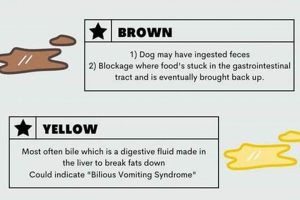 My Dog Vomits In The Car | My Caring Dog – Tips, Stories, and Care Guides for Loving Pet Owners