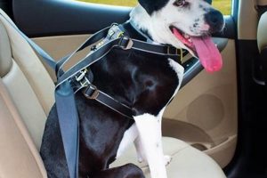Top Kurgo Impact Car Safety Dog Harness for Safe Travels My Caring Dog – Tips, Stories, and Care Guides for Loving Pet Owners Top Kurgo Impact Car Safety Dog Harness for Safe Travels | My Caring Dog – Tips, Stories, and Care Guides for Loving Pet Owners