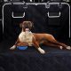 Best Car Protectors for Dogs: Ultimate Guide | My Caring Dog – Tips, Stories, and Care Guides for Loving Pet Owners