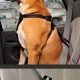 Best Car Seat Belt Attachments for Dogs: Safe Travels | My Caring Dog – Tips, Stories, and Care Guides for Loving Pet Owners