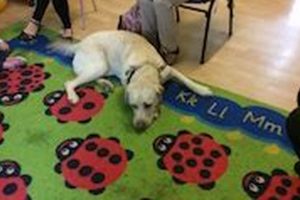 Best Dog Day Care in Dunstable | Top Kennels Safem Fabrication - Precision Engineering & Custom Manufacturing Solutions Best Dog Day Care in Dunstable | Top Kennels | Safem Fabrication - Precision Engineering & Custom Manufacturing Solutions