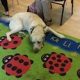 Best Dog Day Care in Dunstable | Top Kennels | Safem Fabrication - Precision Engineering & Custom Manufacturing Solutions
