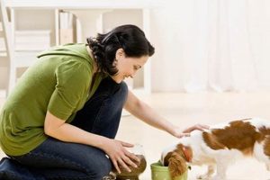 My Roommate Expects Me To Care For Her Dog! My Caring Dog – Tips, Stories, and Care Guides for Loving Pet Owners My Roommate Expects Me To Care For Her Dog! | My Caring Dog – Tips, Stories, and Care Guides for Loving Pet Owners
