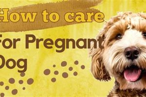 Expert Tips: Pregnant Dog Care Guide My Caring Dog – Tips, Stories, and Care Guides for Loving Pet Owners Expert Tips: Pregnant Dog Care Guide | My Caring Dog – Tips, Stories, and Care Guides for Loving Pet Owners