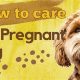 Expert Tips: Pregnant Dog Care Guide | My Caring Dog – Tips, Stories, and Care Guides for Loving Pet Owners
