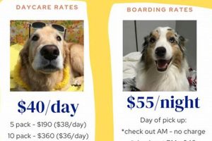 Top-Rated Orlando Dog Day Care & Boarding | My Caring Dog – Tips, Stories, and Care Guides for Loving Pet Owners