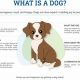 Essential Puppy Info for Car Dog Owners | My Caring Dog – Tips, Stories, and Care Guides for Loving Pet Owners