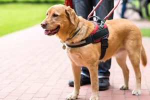 Best Service Dog Pictures: Inspiring & Adorable | My Caring Dog – Tips, Stories, and Care Guides for Loving Pet Owners