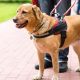 Best Service Dog Pictures: Inspiring & Adorable | My Caring Dog – Tips, Stories, and Care Guides for Loving Pet Owners