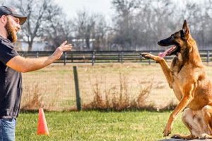 Dog Training Services Near Me | Safem Fabrication - Precision Engineering & Custom Manufacturing Solutions