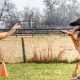 Dog Training Services Near Me | Safem Fabrication - Precision Engineering & Custom Manufacturing Solutions
