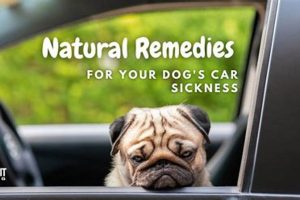 Best Dog Car Sickness Natural Remedies My Caring Dog – Tips, Stories, and Care Guides for Loving Pet Owners Best Dog Car Sickness Natural Remedies | My Caring Dog – Tips, Stories, and Care Guides for Loving Pet Owners