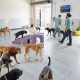 Top Dog Day Care in Seaside, Oregon | My Caring Dog – Tips, Stories, and Care Guides for Loving Pet Owners