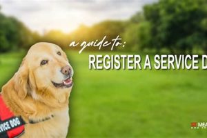 Find & Buy The Perfect Service Dog My Caring Dog – Tips, Stories, and Care Guides for Loving Pet Owners Find & Buy The Perfect Service Dog | My Caring Dog – Tips, Stories, and Care Guides for Loving Pet Owners