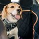 Prevent Dog Car Sickness: Tips & Remedies | My Caring Dog – Tips, Stories, and Care Guides for Loving Pet Owners