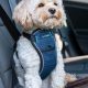 Top Crash-Tested Dog Harnesses for Safe Travel | My Caring Dog – Tips, Stories, and Care Guides for Loving Pet Owners