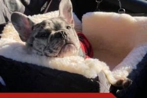 Best Dog Car Seats for French Bulldogs: Safe & Secure My Caring Dog – Tips, Stories, and Care Guides for Loving Pet Owners Best Dog Car Seats for French Bulldogs: Safe & Secure | My Caring Dog – Tips, Stories, and Care Guides for Loving Pet Owners