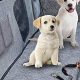 Best Car Hammock for Dogs: Safe & Comfy Travel | My Caring Dog – Tips, Stories, and Care Guides for Loving Pet Owners