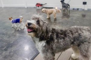 Top Dog Day Care in North Austin: A Guide | My Caring Dog – Tips, Stories, and Care Guides for Loving Pet Owners