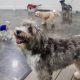Top Dog Day Care in North Austin: A Guide | My Caring Dog – Tips, Stories, and Care Guides for Loving Pet Owners