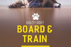 Best Board and Train Service Dog Programs My Caring Dog – Tips, Stories, and Care Guides for Loving Pet Owners Best Board and Train Service Dog Programs | My Caring Dog – Tips, Stories, and Care Guides for Loving Pet Owners