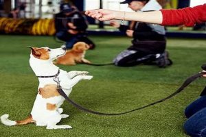 Best Dog Training Near Me: Local Trainers My Caring Dog – Tips, Stories, and Care Guides for Loving Pet Owners Best Dog Training Near Me: Local Trainers | My Caring Dog – Tips, Stories, and Care Guides for Loving Pet Owners