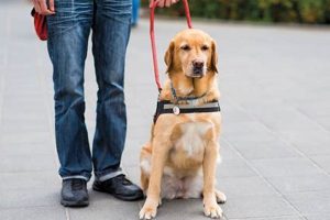 Finding & Training Your Service Dog Partner | My Caring Dog – Tips, Stories, and Care Guides for Loving Pet Owners