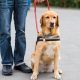 Finding & Training Your Service Dog Partner | My Caring Dog – Tips, Stories, and Care Guides for Loving Pet Owners
