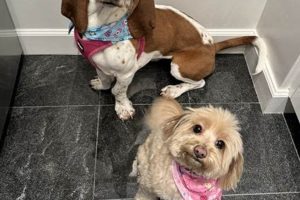 Top Rapawzel Dog Grooming & Day Care Reviews | My Caring Dog – Tips, Stories, and Care Guides for Loving Pet Owners