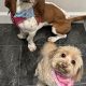 Top Rapawzel Dog Grooming & Day Care Reviews | My Caring Dog – Tips, Stories, and Care Guides for Loving Pet Owners