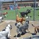 Best Dog Day Care in Aurora, CO: Top Picks | My Caring Dog – Tips, Stories, and Care Guides for Loving Pet Owners