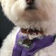 Conquer Dog Car Sickness: Tips & Tricks | My Caring Dog – Tips, Stories, and Care Guides for Loving Pet Owners