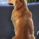 Best Car Door Guards For Dogs: Ultimate Protection | My Caring Dog – Tips, Stories, and Care Guides for Loving Pet Owners
