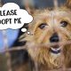 Helping Dogs in Need: Car Safety & Support | My Caring Dog – Tips, Stories, and Care Guides for Loving Pet Owners