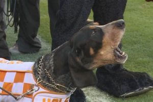 Smokey's Caretaker: Who's in Charge? My Caring Dog – Tips, Stories, and Care Guides for Loving Pet Owners Smokey's Caretaker: Who's in Charge? | My Caring Dog – Tips, Stories, and Care Guides for Loving Pet Owners