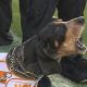 Smokey's Caretaker: Who's in Charge? | My Caring Dog – Tips, Stories, and Care Guides for Loving Pet Owners