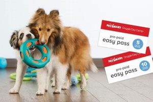 Best Petsmart Dog Day Care: Fun & Safe My Caring Dog – Tips, Stories, and Care Guides for Loving Pet Owners Best Petsmart Dog Day Care: Fun & Safe | My Caring Dog – Tips, Stories, and Care Guides for Loving Pet Owners