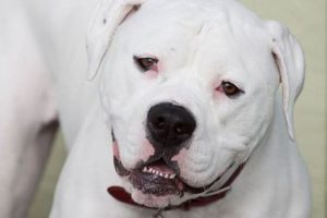 Best Dog Car Accessories in America My Caring Dog – Tips, Stories, and Care Guides for Loving Pet Owners Best Dog Car Accessories in America | My Caring Dog – Tips, Stories, and Care Guides for Loving Pet Owners