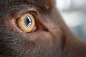 Essential Dog Eye Care Tips & Tricks My Caring Dog – Tips, Stories, and Care Guides for Loving Pet Owners Essential Dog Eye Care Tips & Tricks | My Caring Dog – Tips, Stories, and Care Guides for Loving Pet Owners
