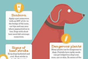 Essential Pet Dog Care Tips & Tricks My Caring Dog – Tips, Stories, and Care Guides for Loving Pet Owners Essential Pet Dog Care Tips & Tricks | My Caring Dog – Tips, Stories, and Care Guides for Loving Pet Owners