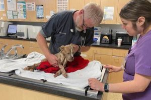 Emergency Dog Care My Caring Dog – Tips, Stories, and Care Guides for Loving Pet Owners Emergency Dog Care | My Caring Dog – Tips, Stories, and Care Guides for Loving Pet Owners