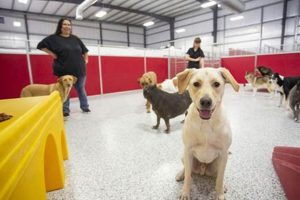 Best Dog Day Care in Elkhart IN: Top Centers My Caring Dog – Tips, Stories, and Care Guides for Loving Pet Owners Best Dog Day Care in Elkhart IN: Top Centers | My Caring Dog – Tips, Stories, and Care Guides for Loving Pet Owners