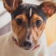 Dog Kennel Cough Care: A Complete Guide | My Caring Dog – Tips, Stories, and Care Guides for Loving Pet Owners